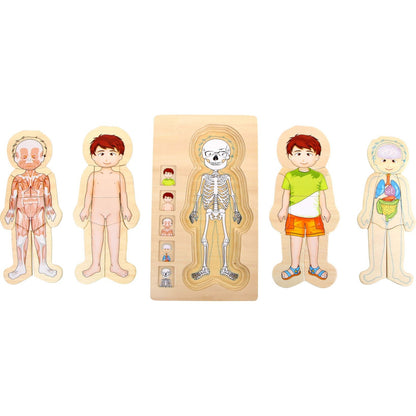 Schichtenpuzzle Anatomie Junge